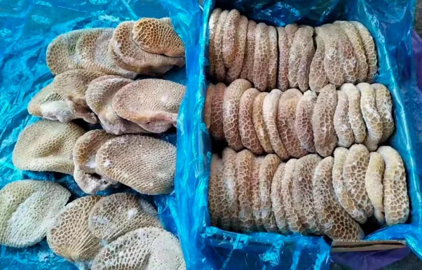 Beef Honeycomb